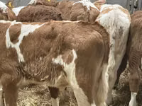 Qoramol (partiya, jinsi ko‘rsatilmagan), Simmental cattle — 8-rasm