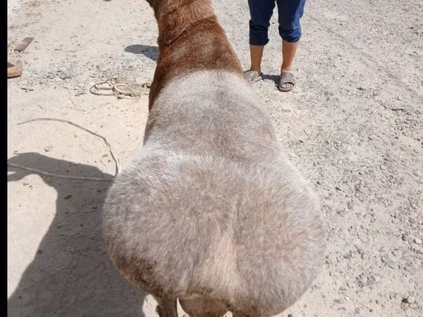 كبش, الأغنام — أوزبكستان
