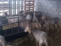 Schaf, Arashan sheep — Foto 2