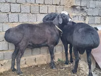 كبش, الأغنام — الصورة 5