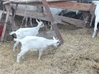 Echki, Saanen goat — 2-rasm