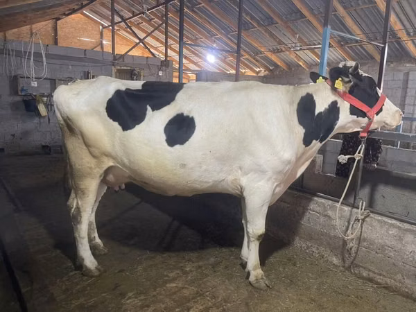 Kuh, Holstein-Rasse