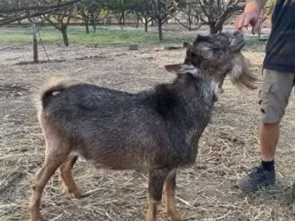 Ziegenbock, Ziegen