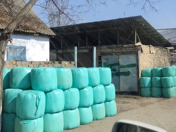 Силос хорошего качества 6 сом в бабинах село Александровка