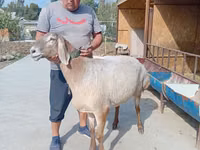 Oveja, Arashan sheep — foto 2
