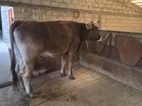 母牛, Swiss cattle — 照片 8