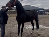 Caballo, Orlov Trotter — foto 1