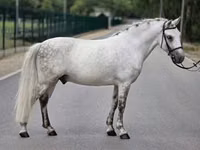 Horse (M), Falabella — photo 3