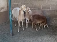 Schaf, Arashan sheep — Foto 1