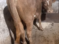 Bulle, Swiss cattle — Foto 1