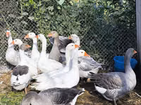Geese — الصورة 5
