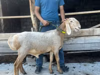 Sheep, Edilbay sheep — photo 1