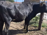 Kuh, Holstein-Rasse — Foto 4