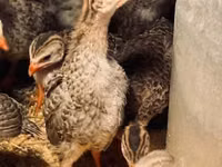Guinea fowl — Foto 4