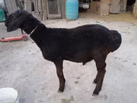 公羊, Sheep — 照片 3