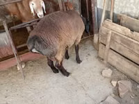 Widder, Blackheaded Persian sheep — Foto 8