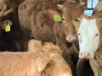Vaca, Hereford — foto 4