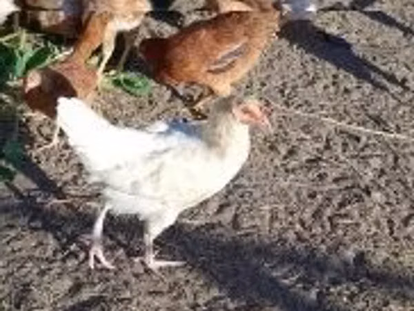 Chickens
