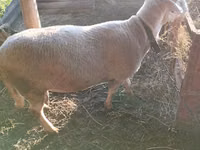 Widder, Lacaune sheep — Foto 5