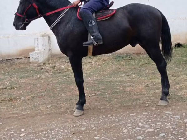 حصان, Karabakh horse