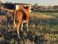 गाय, कजाख़स्तानी सफेद सिर वाली गाय — फ़ोटो 4