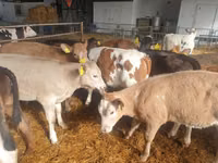 Bulle, Simmental cattle — Foto 1