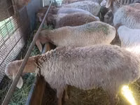 Қой, Arashan sheep — 2-сурет