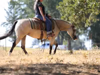 Toychoq, Quarter Horse — 8-rasm