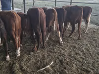 Toro, Vaca kazaja de cabeza blanca — foto 8