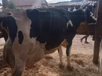 Toro, Vaca Limousin — foto 2