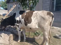 Kuh, Russian Black pied cattle — Foto 2