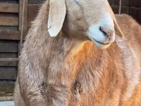 Qoʻchqor, Edilbay sheep — 2-rasm
