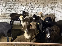 كبش, الأغنام — الصورة 3