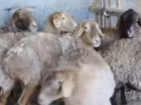 公羊, Sheep — 照片 2