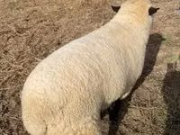 Кочкор, Гемпшир койу же Гемпшир Даун — сүрөт 2