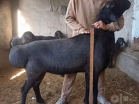 كبش, Hissar sheep — الصورة 1