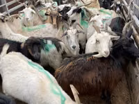 عنزة, الماعز — الصورة 2