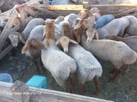 نعجة, Tian-Shan semifinewool sheep — الصورة 4