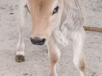 ثور, Swiss cattle — الصورة 2
