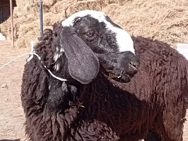 Carnero, Edilbay sheep