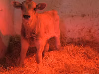 Buqa, Swiss cattle — 3-rasm