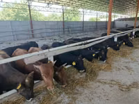 ثور, Swiss cattle — الصورة 1