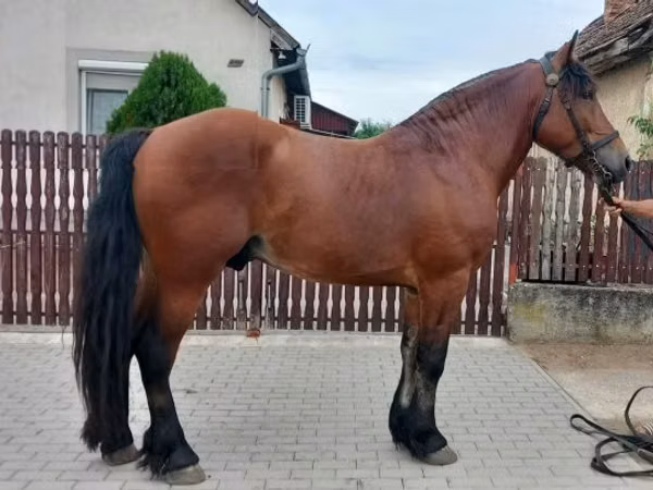 Horse (M), Horses