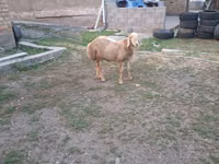 Carnero, Hissar sheep — foto 1