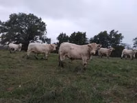 सांड, Charolais cattle — फ़ोटो 2