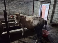 सांड, लाल-धब्बेदार नस्ल — फ़ोटो 2