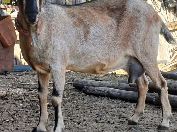 母山羊, Alpine goat — 哈萨克斯坦