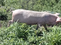 Schweine (Partie, Geschlecht nicht angegeben) — Foto 5
