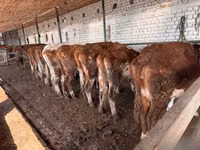 Kuh, Simmental cattle — Foto 6
