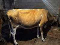 Vaca, Swiss cattle — foto 3
